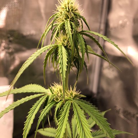 NYC Sour D  growlog timeline photo