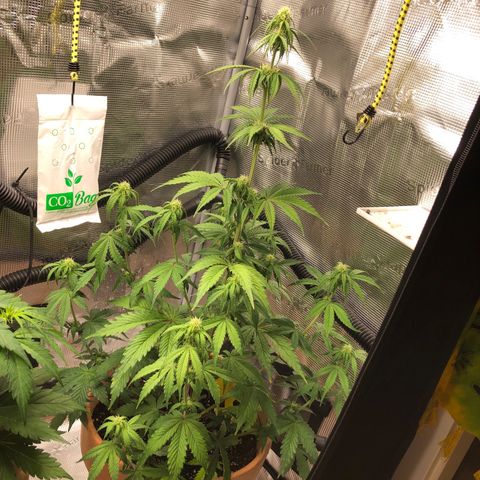 NYC Sour D  growlog timeline photo