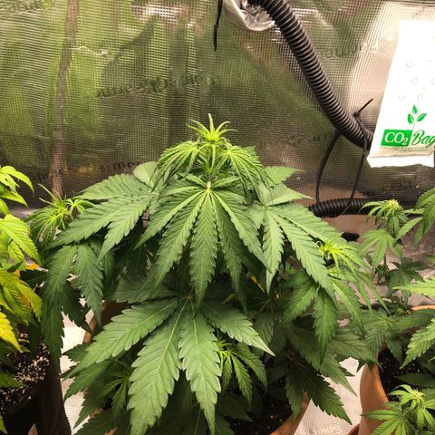 Apple Fritter Automatic growlog timeline photo