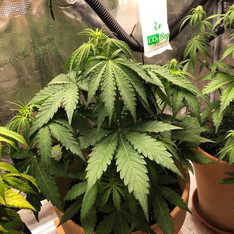 Apple Fritter Automatic growlog timeline photo