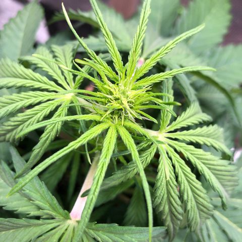 Apple Fritter Automatic growlog timeline photo