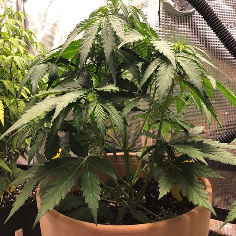 Apple Fritter Automatic growlog timeline photo
