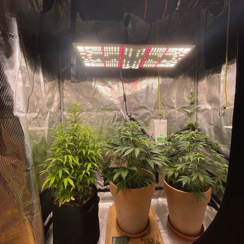 Apple Fritter Automatic growlog timeline photo