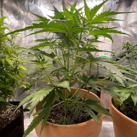 Apple Fritter Automatic growlog timeline photo