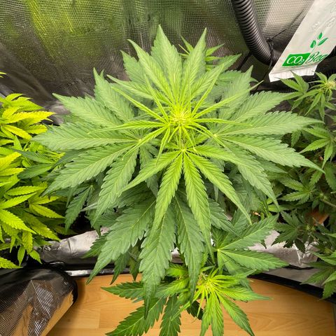 Apple Fritter Automatic growlog timeline photo