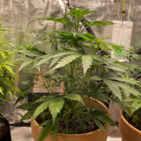 Apple Fritter Automatic growlog timeline photo