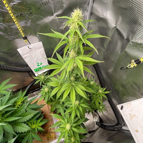 NYC Sour D  growlog timeline photo