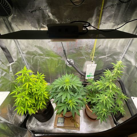 NYC Sour D  growlog timeline photo