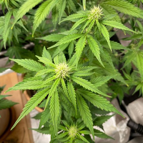 NYC Sour D  growlog timeline photo
