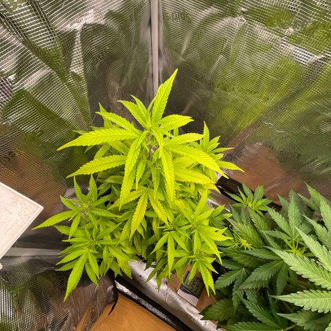 WEDDING GELATO aka ice cream cake  growlog timeline photo