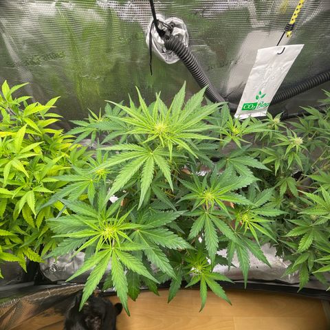 Apple Fritter Automatic growlog timeline photo
