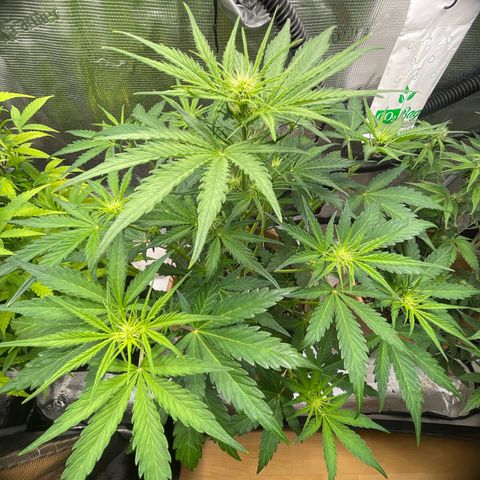 Apple Fritter Automatic growlog timeline photo