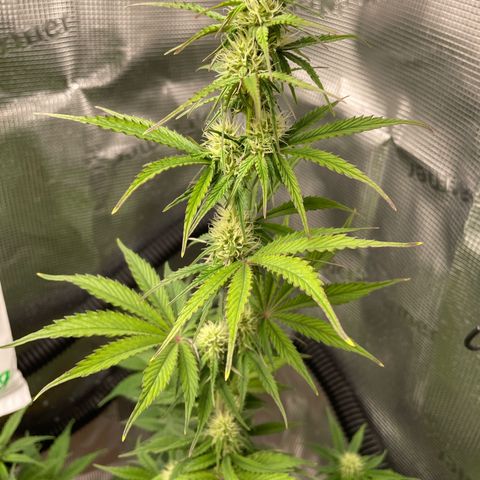 NYC Sour D  growlog timeline photo