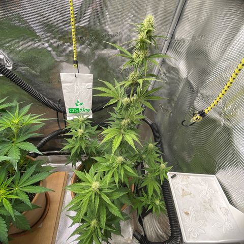 NYC Sour D  growlog timeline photo