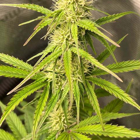 NYC Sour D  growlog timeline photo