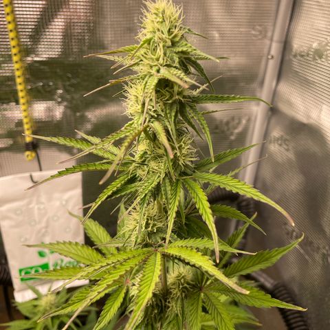 NYC Sour D  growlog timeline photo