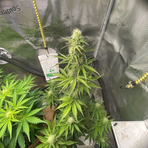 NYC Sour D  growlog timeline photo