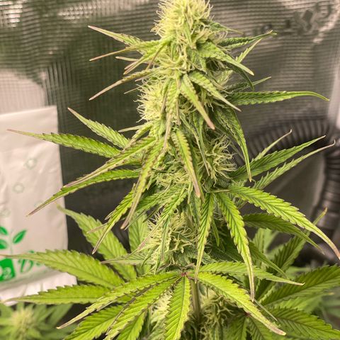 NYC Sour D  growlog timeline photo