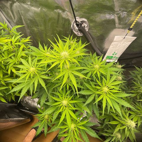 Apple Fritter Automatic growlog timeline photo