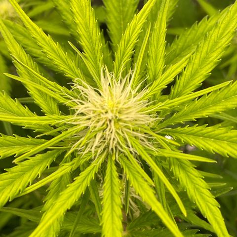 Apple Fritter Automatic growlog timeline photo