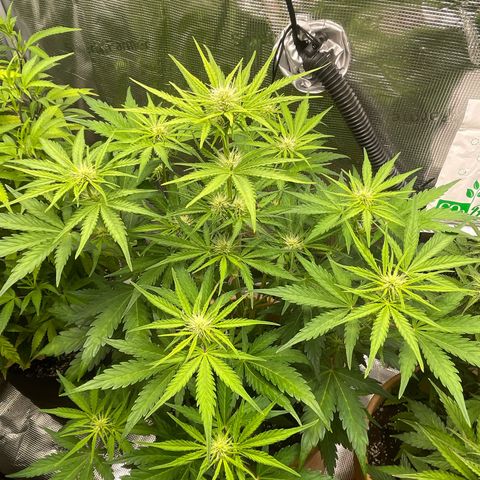 Apple Fritter Automatic growlog timeline photo