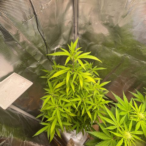WEDDING GELATO aka ice cream cake  growlog timeline photo