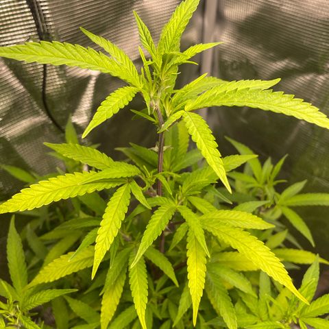 WEDDING GELATO aka ice cream cake  growlog timeline photo