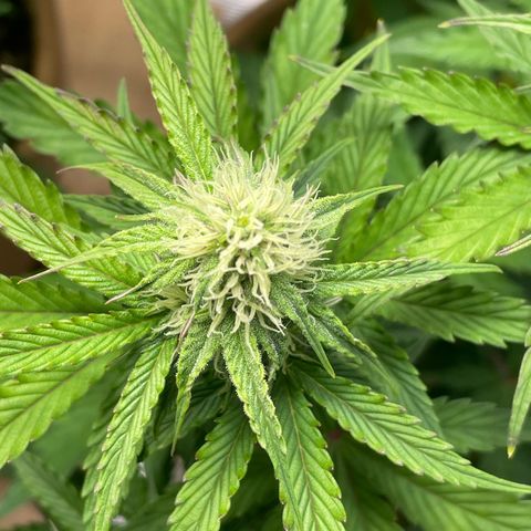 NYC Sour D  growlog timeline photo