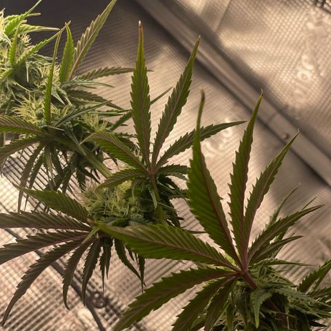 NYC Sour D  growlog timeline photo