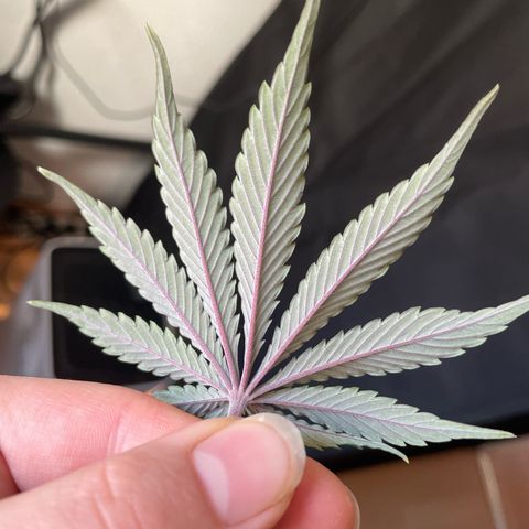 NYC Sour D  growlog timeline photo