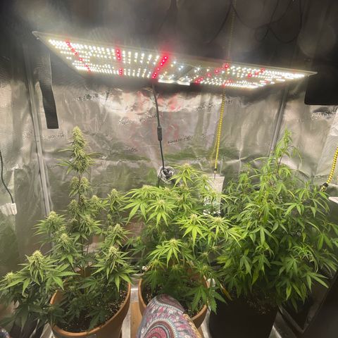 NYC Sour D  growlog timeline photo