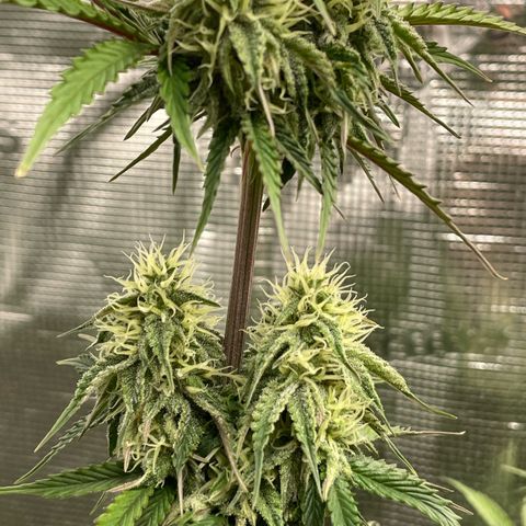 NYC Sour D  growlog timeline photo