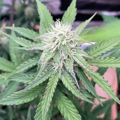 NYC Sour D  growlog timeline photo