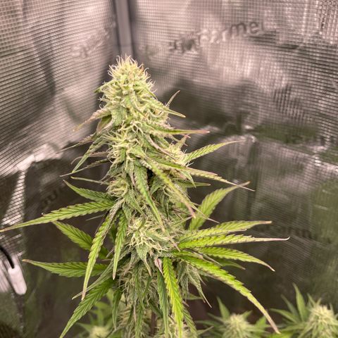 NYC Sour D  growlog timeline photo