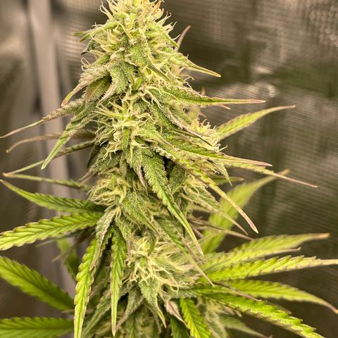 NYC Sour D  growlog timeline photo