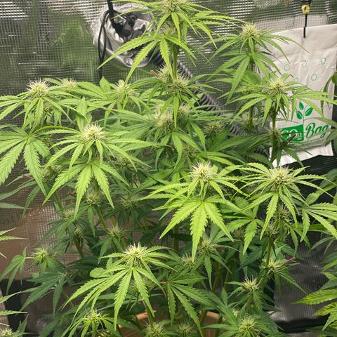 Apple Fritter Automatic growlog timeline photo