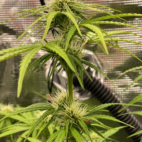 Apple Fritter Automatic growlog timeline photo