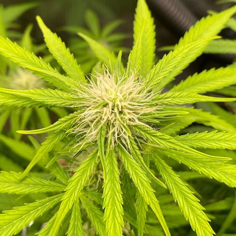 Apple Fritter Automatic growlog timeline photo