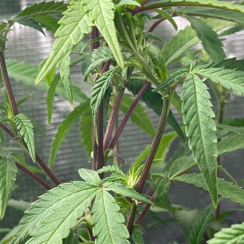 WEDDING GELATO aka ice cream cake  growlog timeline photo