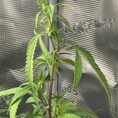 WEDDING GELATO aka ice cream cake  growlog timeline photo