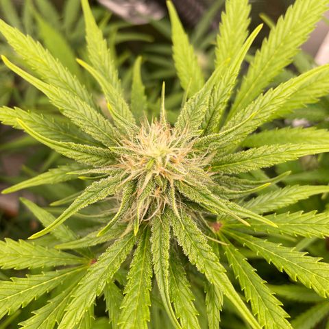 Apple Fritter Automatic growlog timeline photo
