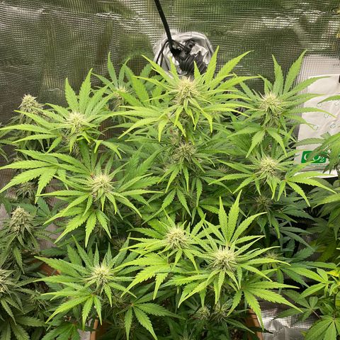 Apple Fritter Automatic growlog timeline photo
