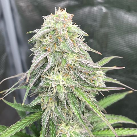 NYC Sour D  growlog timeline photo