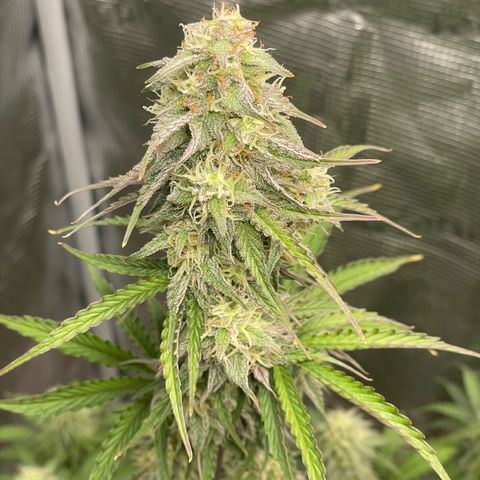 NYC Sour D  growlog timeline photo