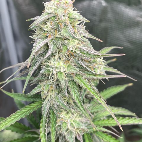 NYC Sour D  growlog timeline photo