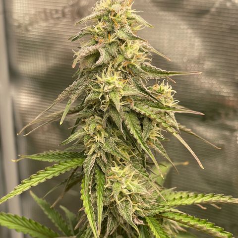 NYC Sour D  growlog timeline photo