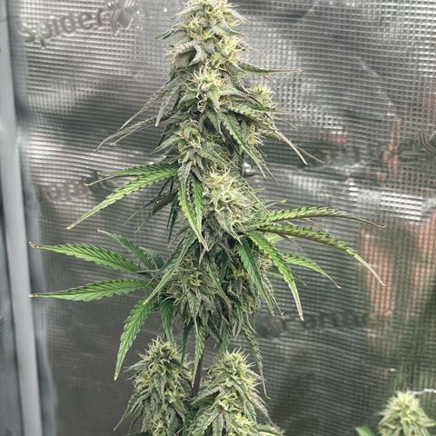 NYC Sour D  growlog timeline photo
