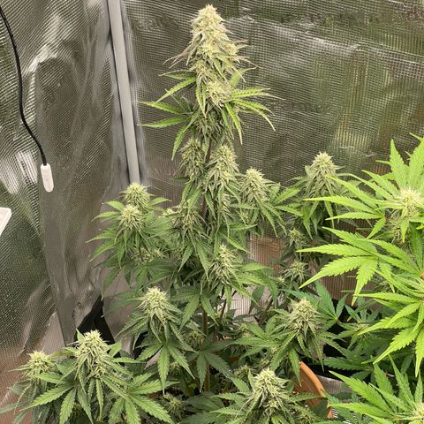 NYC Sour D  growlog timeline photo
