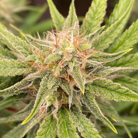 Apple Fritter Automatic growlog timeline photo