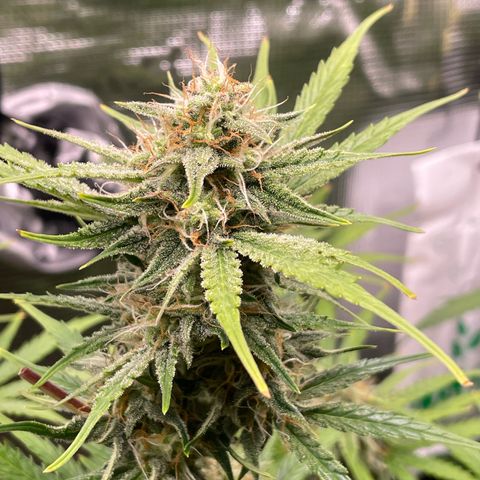 Apple Fritter Automatic growlog timeline photo